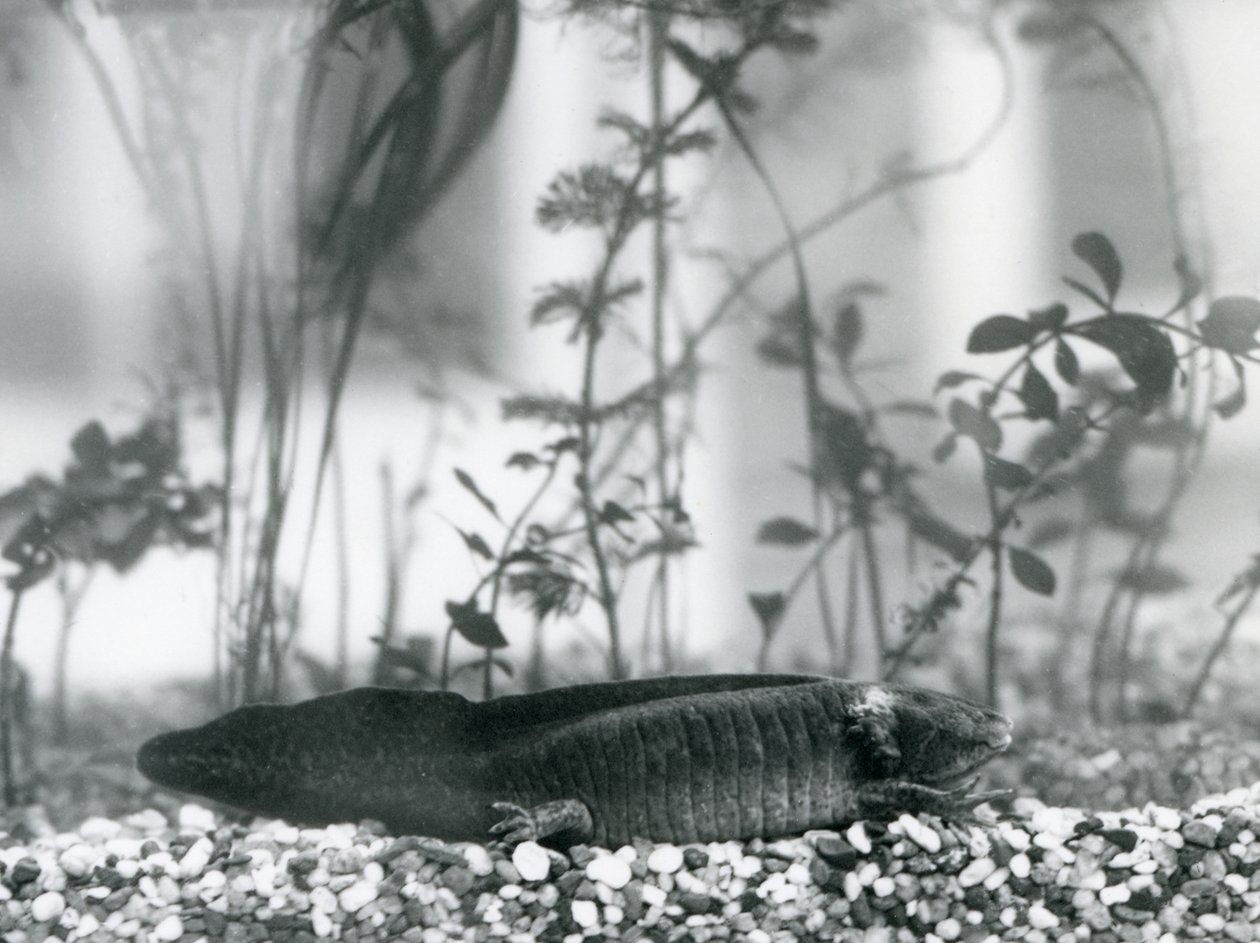 Černý axolotl/mlok mexický spočívající na štěrku na podlaze nádrže v londýnské zoo v roce 1928 (černobílá fotografie) od Frederick William Bond