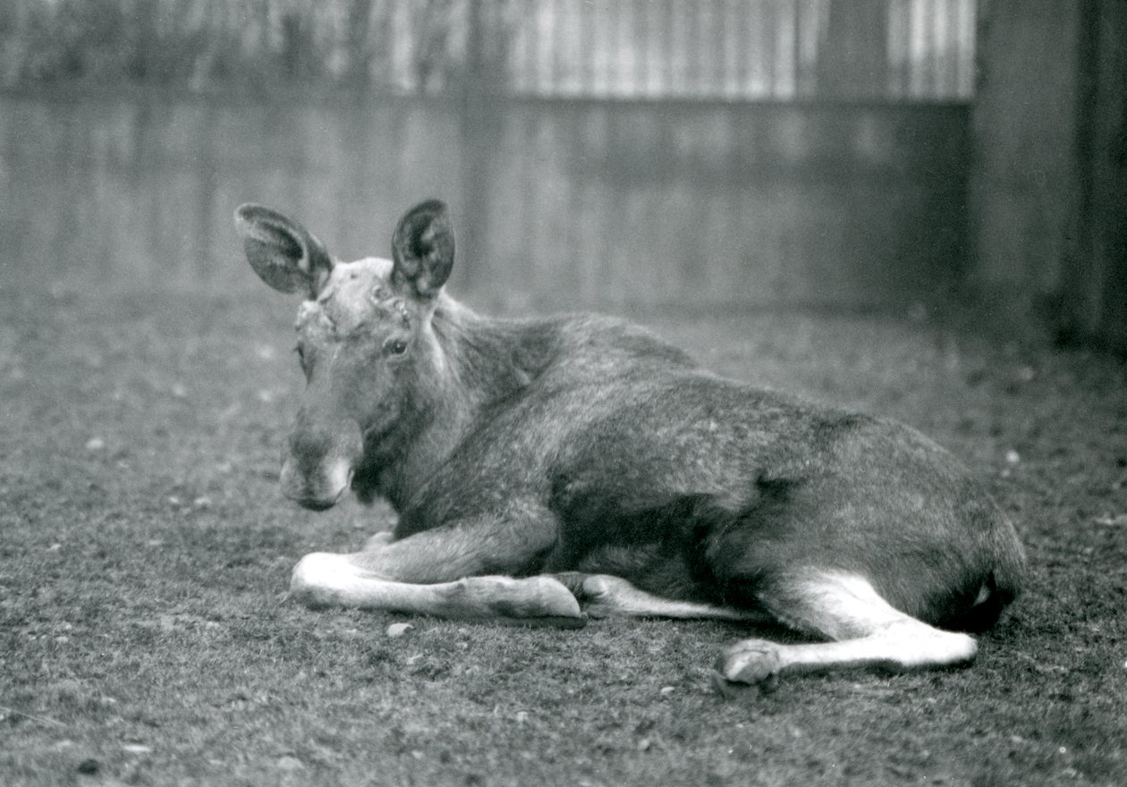 Losí býk s jizvami po nedávno shozeném paroží, ležící v londýnské zoo, leden 1926. od Frederick William Bond