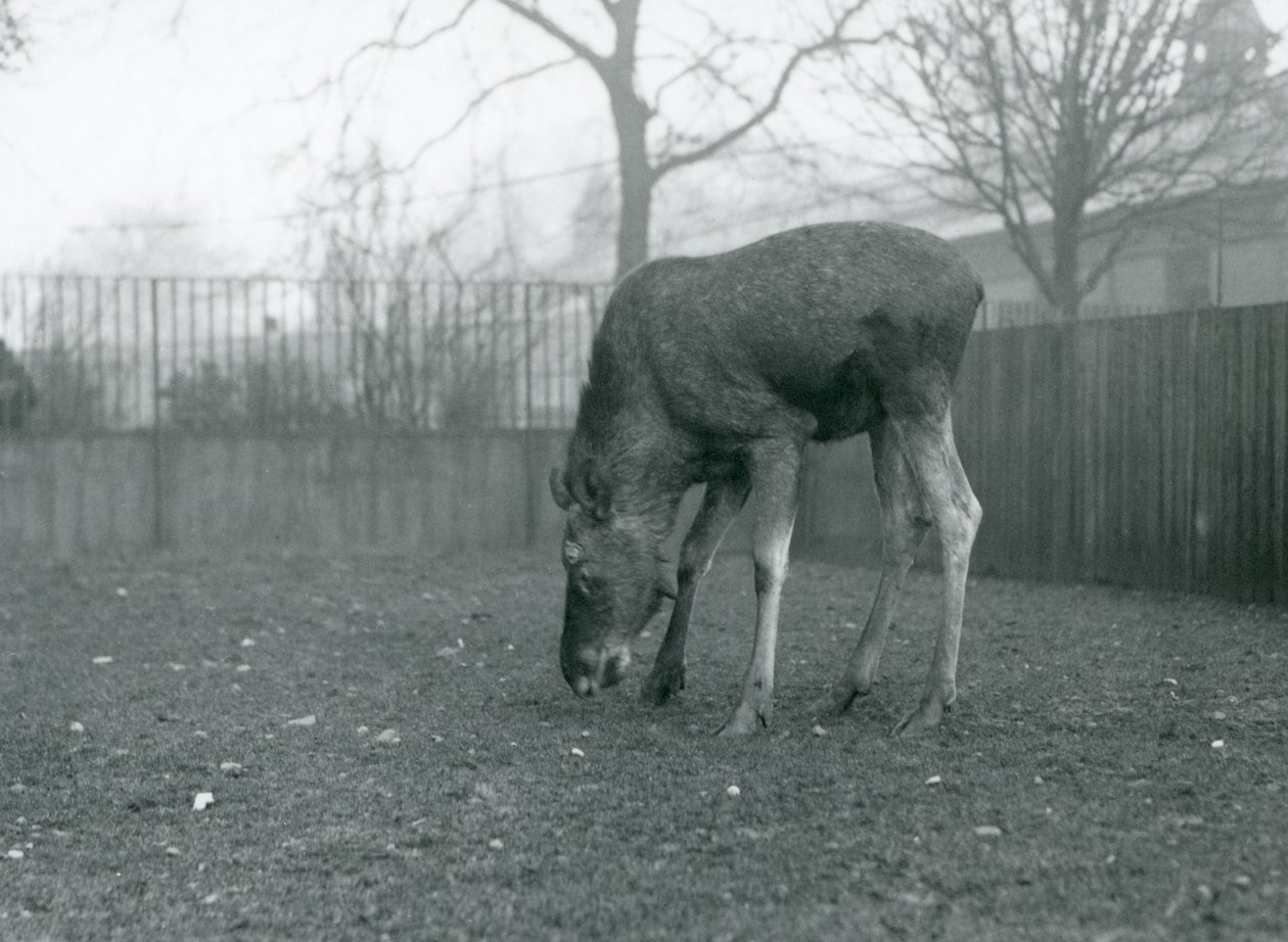 Býk Elk/Moose stojí ve svém výběhu a natahuje se dolů k trávě, Londýnská zoo, leden 1926 (černobílá fotografie) od Frederick William Bond