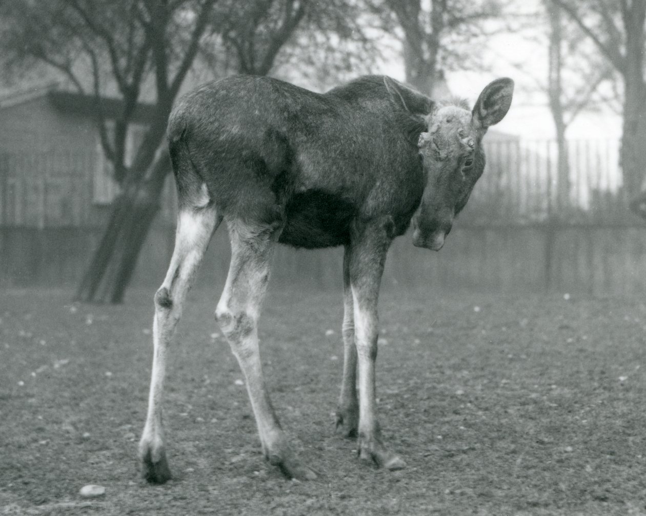 Býk ElkMoose s ranami po nedávno shozených parozích, stojící v londýnské zoo, leden 1926 od Frederick William Bond