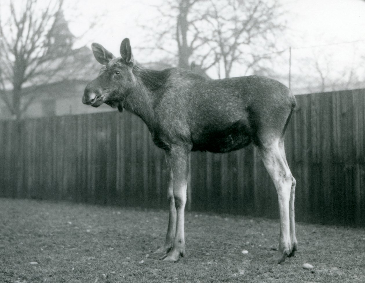 Býk ElkMoose s ranami po nedávno shozených parozích, stojící v londýnské zoo, leden 1926 od Frederick William Bond