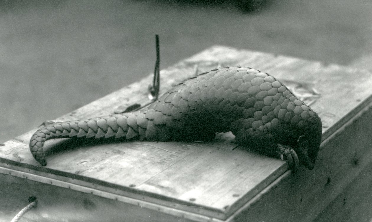 Kriticky ohrožený pangolin čínský shlíží přes okraj dřevěné bedny, na které sedí, londýnská zoo, červenec 1925 od Frederick William Bond