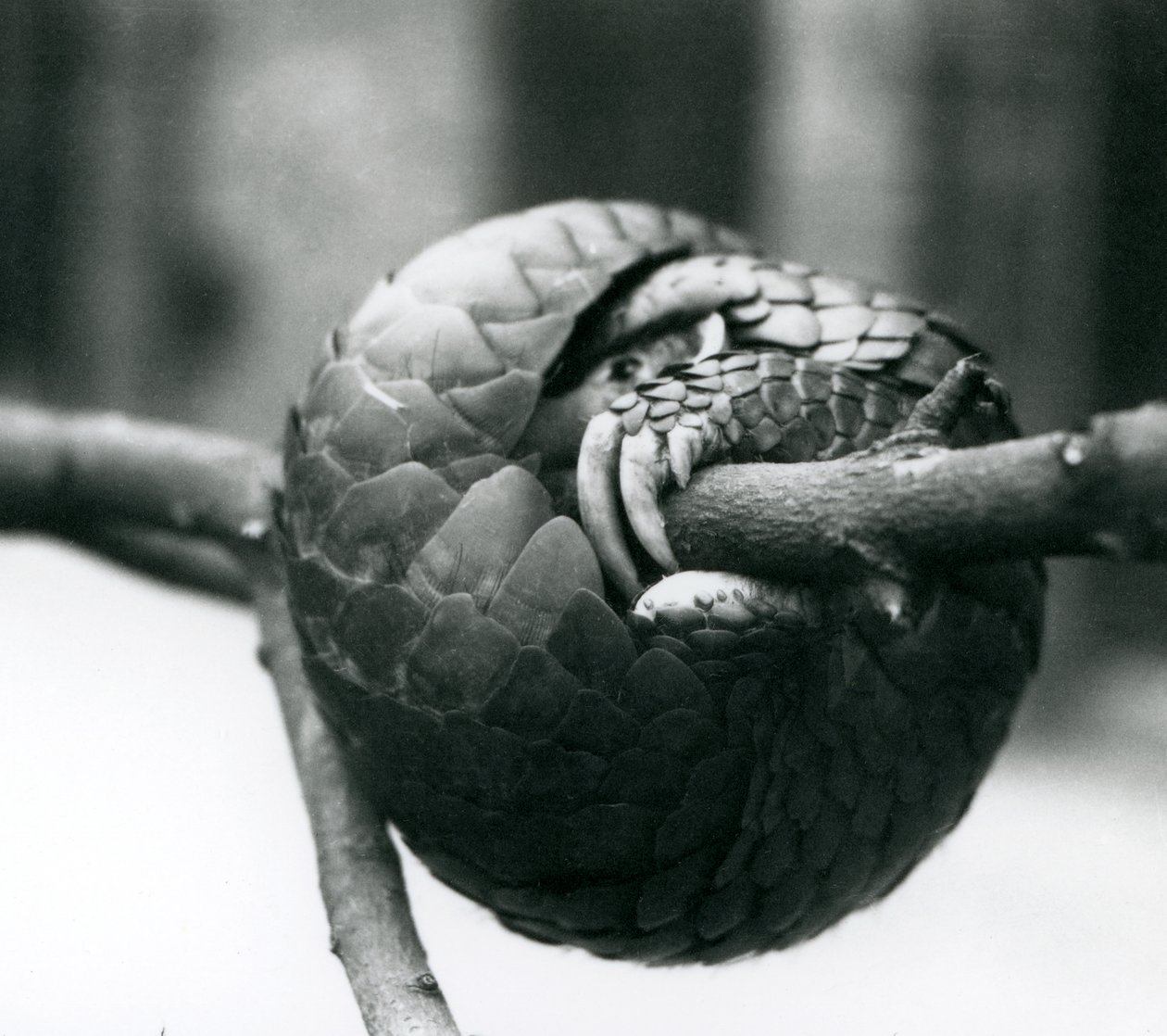 Kriticky ohrožený pangolin čínský odpočívá, stočený kolem vodorovné větve, Londýnská zoo, před rokem 1930 od Frederick William Bond