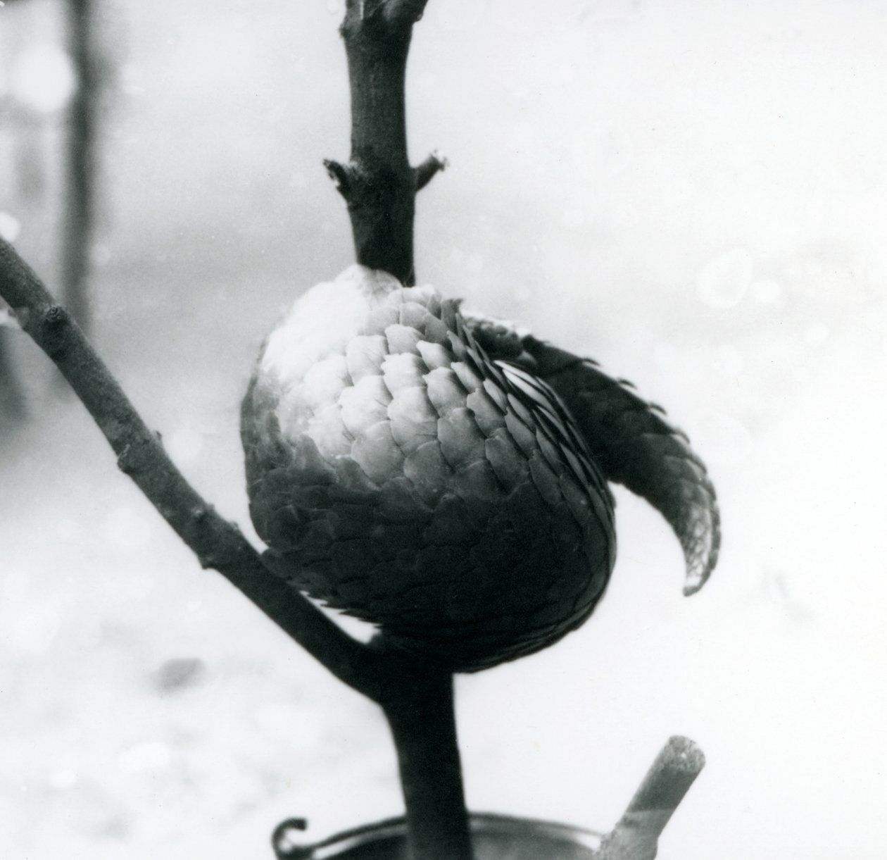 Kriticky ohrožený pangolin čínský odpočívá, stočený kolem vertikální větve, londýnská zoo, červenec 1925 od Frederick William Bond