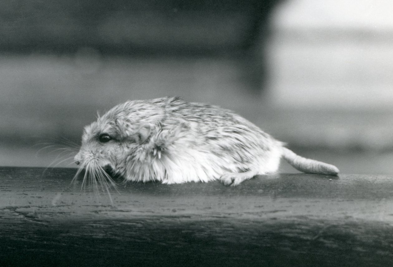 Pískomil tlustoocasý / duprasi, Londýnská zoo, červenec 1925 (čb fotografie) od Frederick William Bond