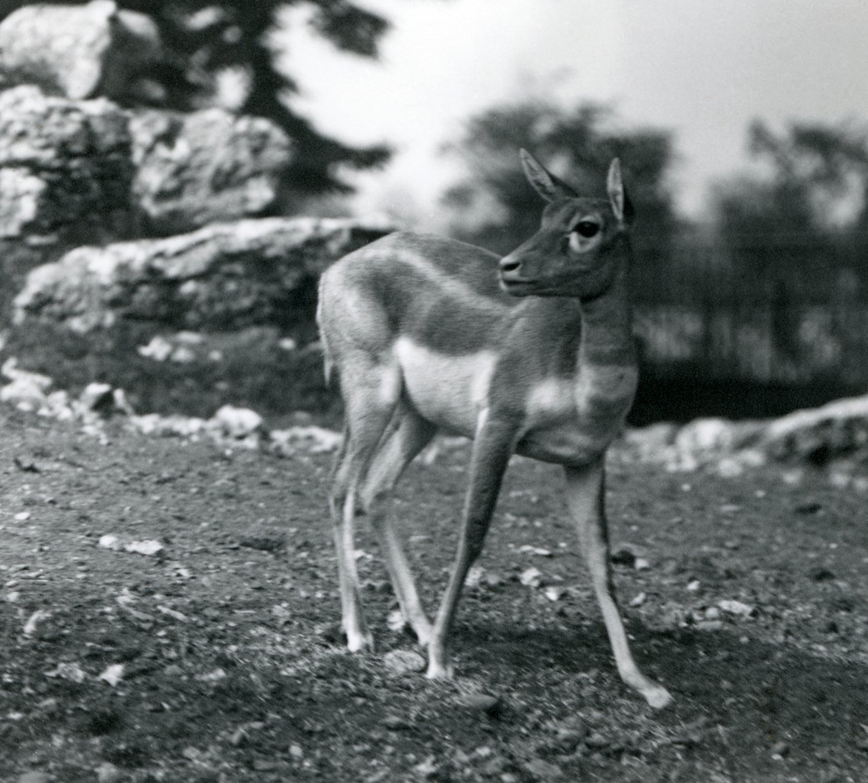 Samice Blackbuck v londýnské zoo v roce 1924 od Frederick William Bond