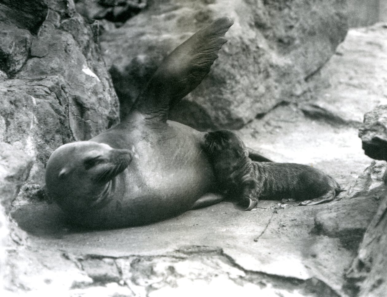 Samice lachtana kalifornského leží na skalnaté terase a krmí své mládě, Londýnská zoo, červenec 1925. od Frederick William Bond