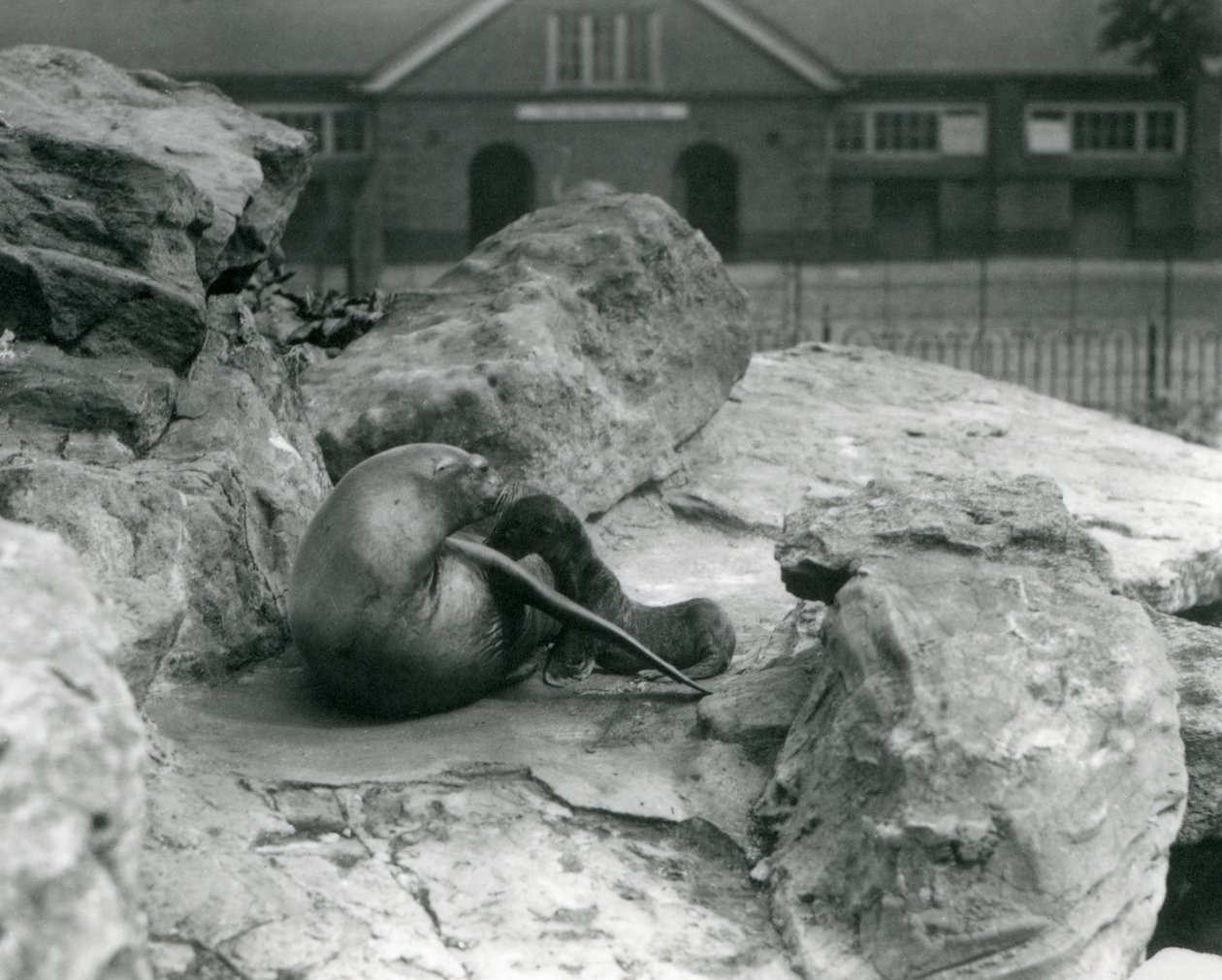Samice lachtana kalifornského ležící na skalnaté terase při krmení svého štěněte, Londýnská zoo, červenec 1925 od Frederick William Bond
