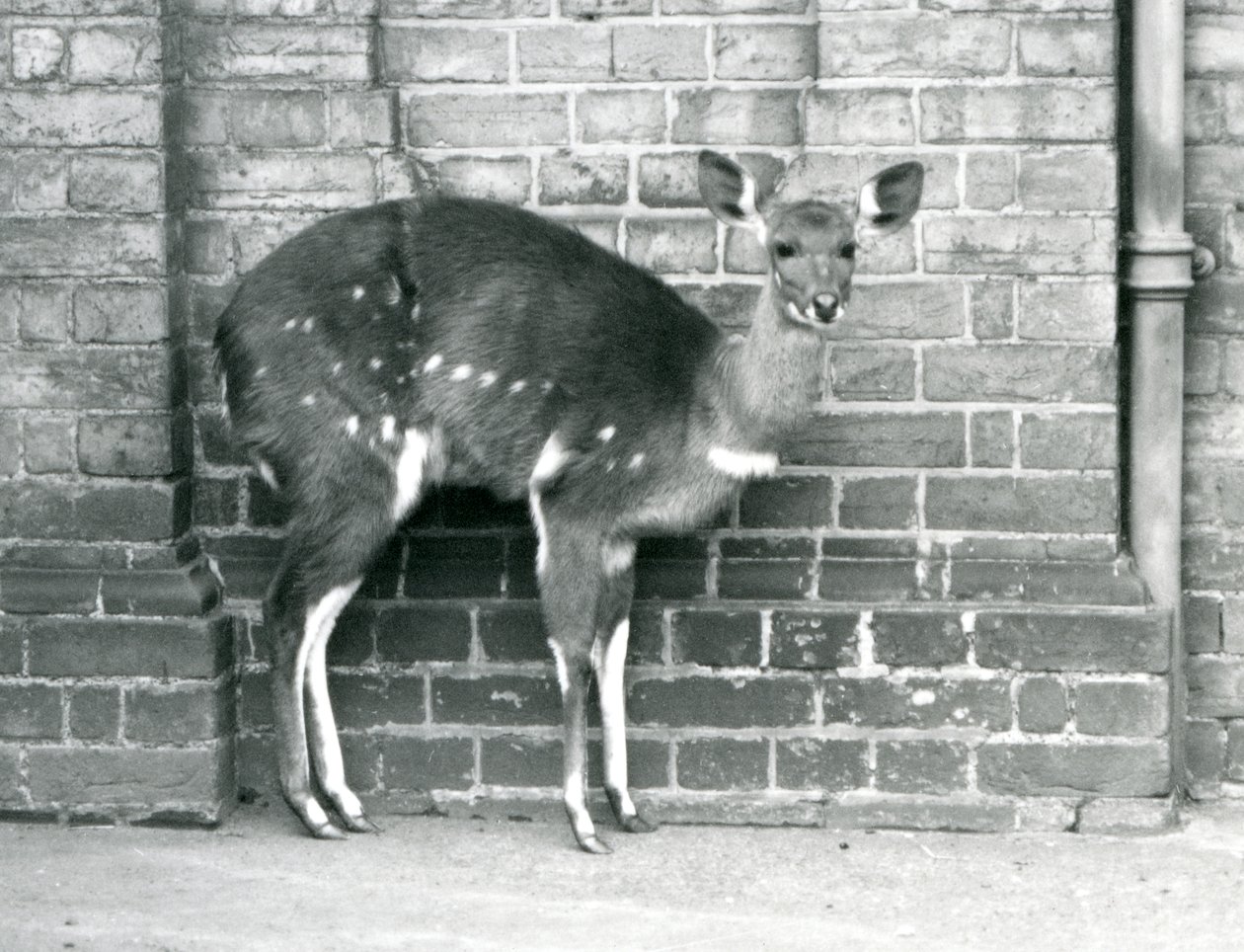 Samice Cape BushbuckImbabala stojící u zdi v londýnské zoo v říjnu 1927. od Frederick William Bond