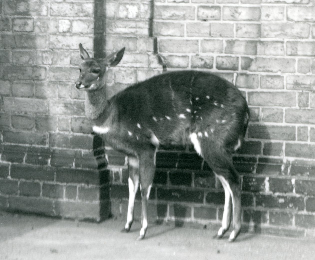 Samice ImbabalaCape Bushbuck stojící u zdi v londýnské zoo, 6. října 1927 od Frederick William Bond