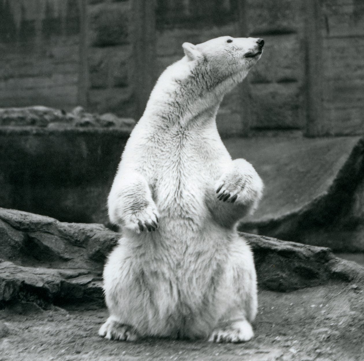 Samice ledního medvěda sedícího na bobku na Mappin Terraces v londýnské zoo v září 1928 od Frederick William Bond