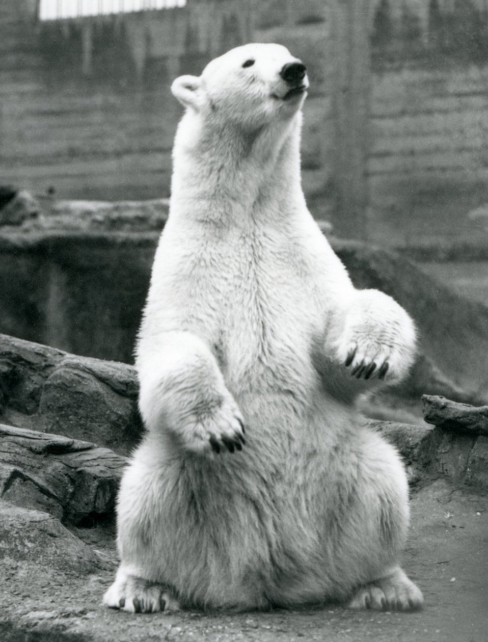 Samice ledního medvěda sedícího na bobku na Mappin Terraces v londýnské zoo v září 1928 od Frederick William Bond