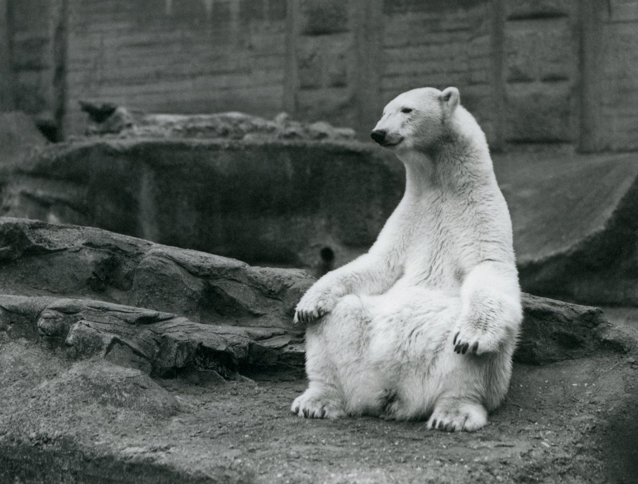 Samice ledního medvěda sedícího na bobku na Mappin Terraces v londýnské zoo v září 1928 od Frederick William Bond