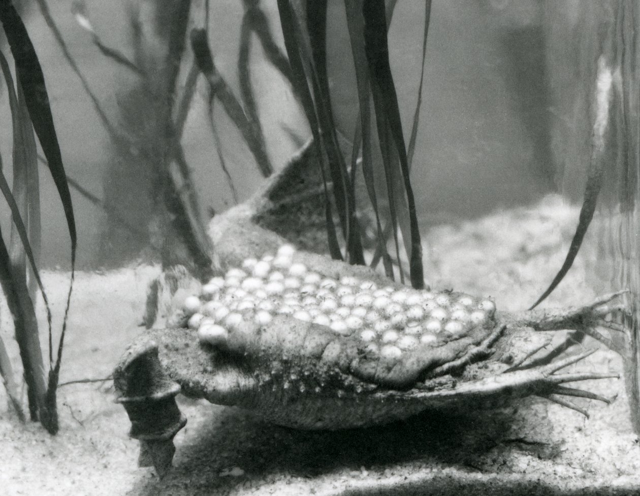 Samice ropuchy Surinam s vejci zapuštěnými do kůže zad, londýnská zoo od Frederick William Bond