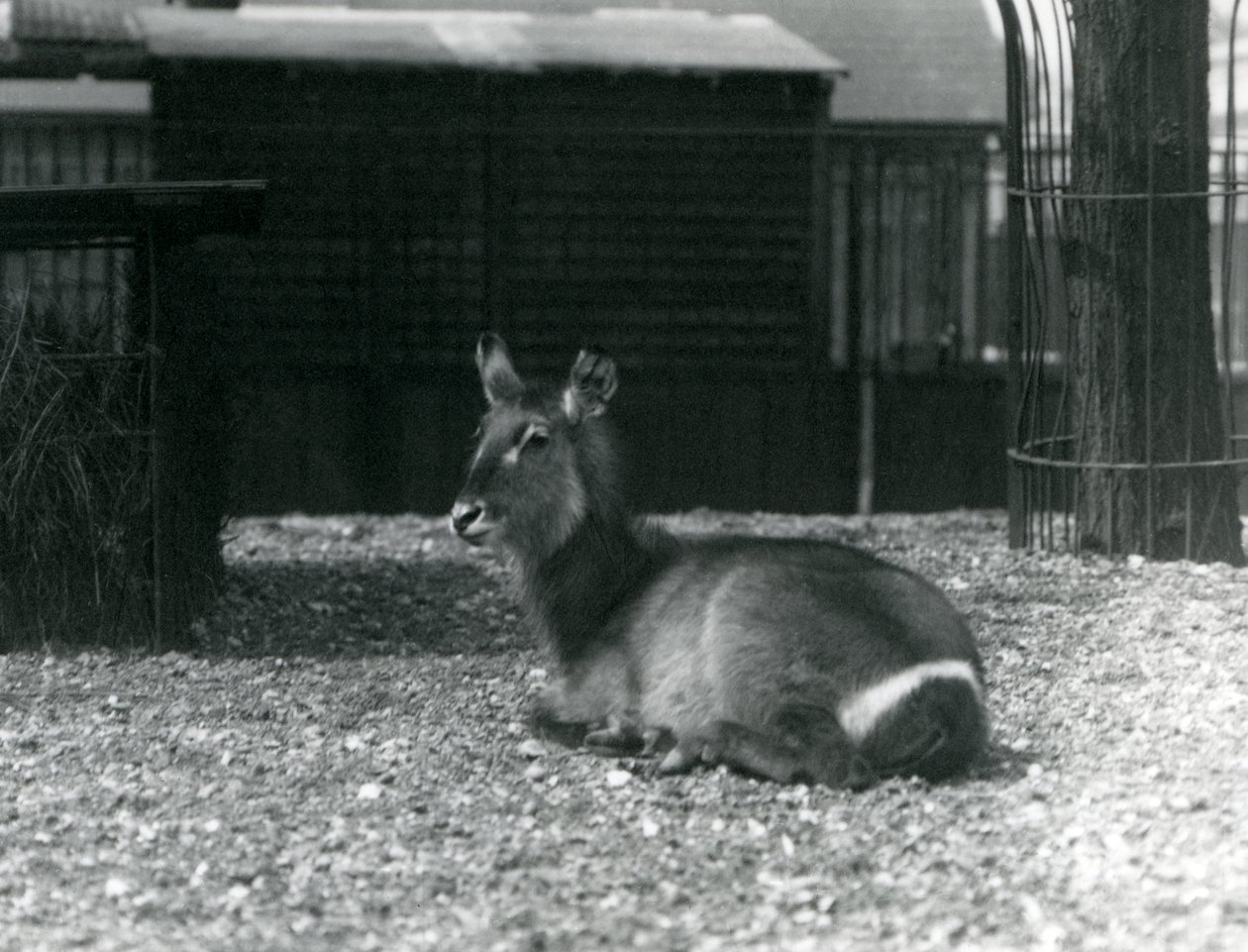 Samice Waterbuck, Kobus ellipsiprymnus, sedící ve svém výběhu v londýnské zoo, červen 1924 od Frederick William Bond