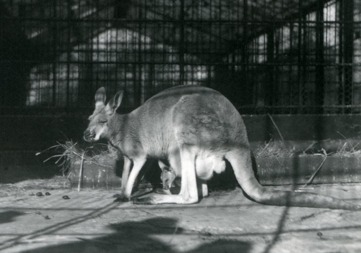 Samice srny létající jill červeného klokana s mládětem nebo joeym ve váčku, Londýnská zoo, 1922 od Frederick William Bond