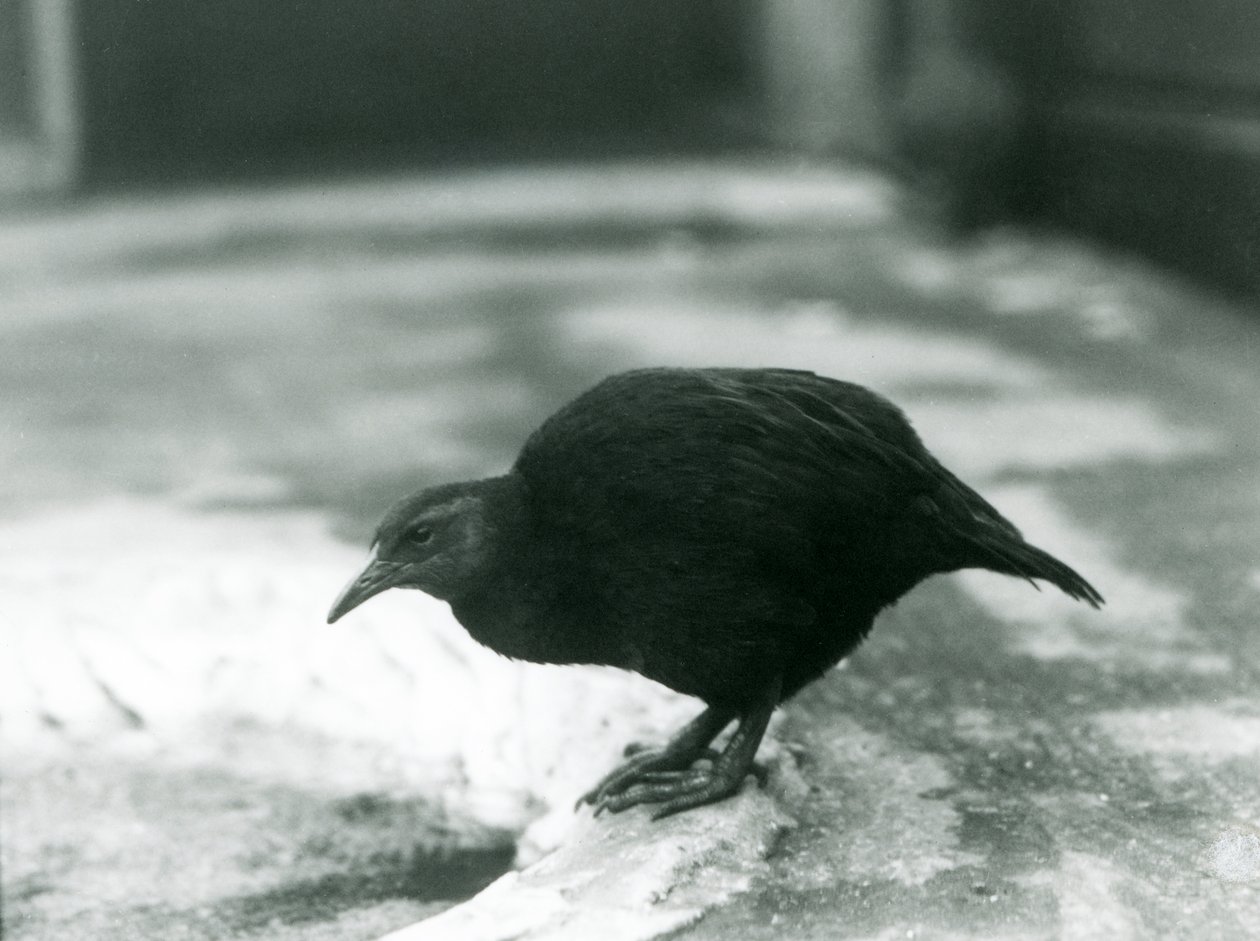 Nelétavá slepice WekaMaori Woodhen v londýnské zoo v roce 1927 od Frederick William Bond