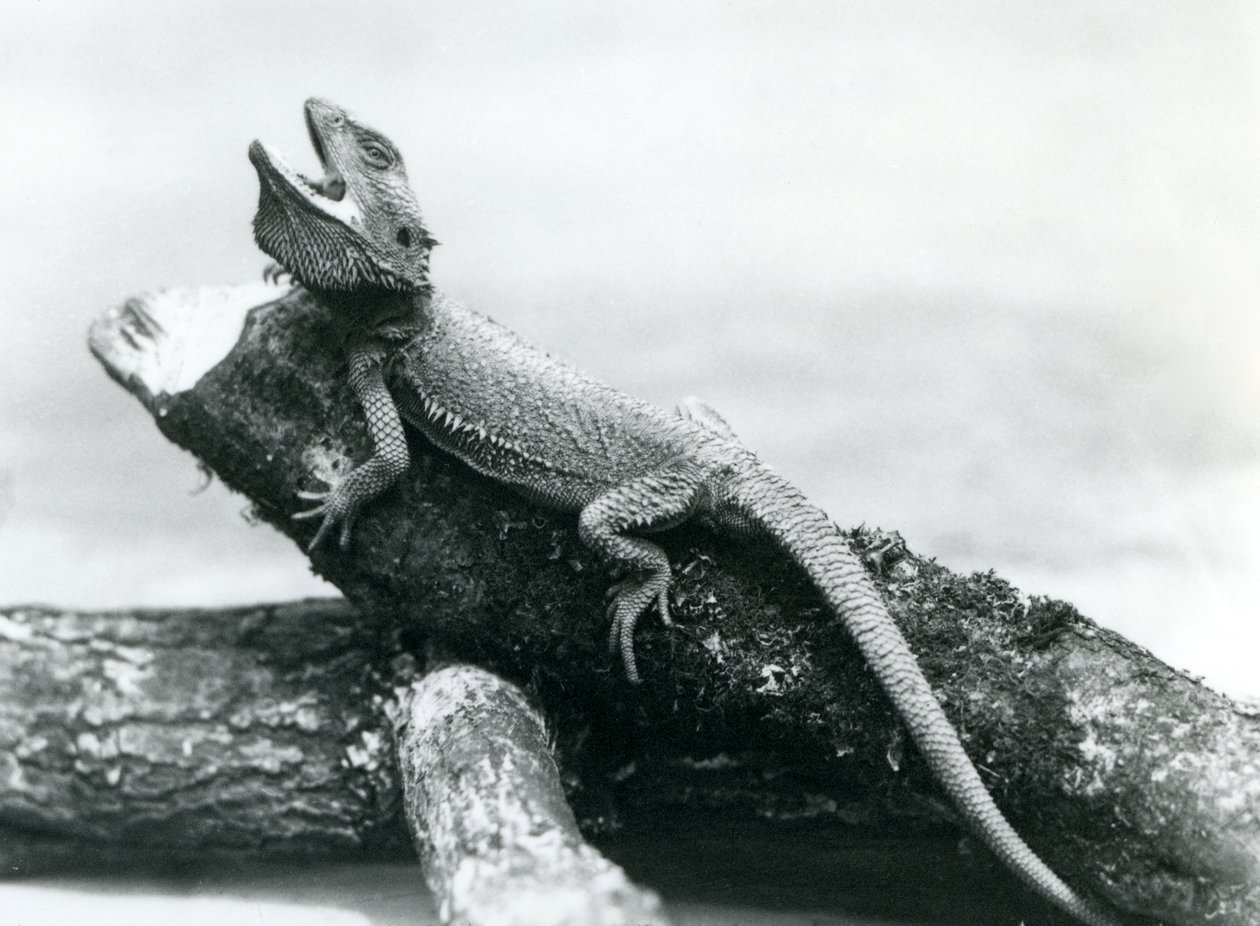Zející vousatý drak držící se klády, Londýnská zoo, srpen 1928 (černobílá fotografie) od Frederick William Bond