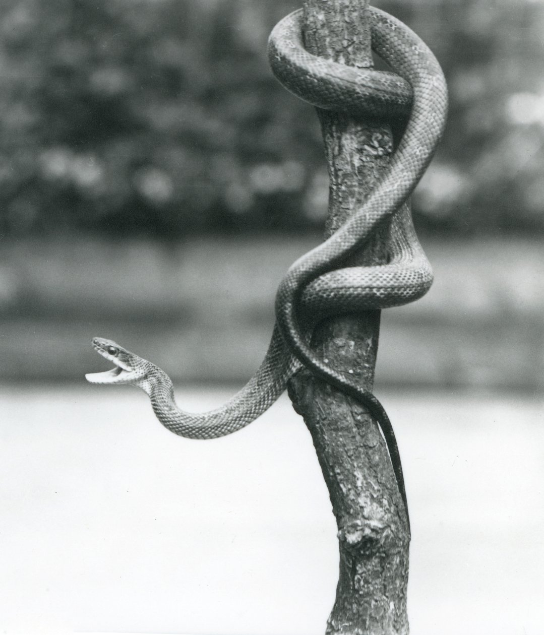 Zející texaský krysí had se stočil kolem vertikální větve v londýnské zoo v srpnu 1928 (černobílá fotografie) od Frederick William Bond