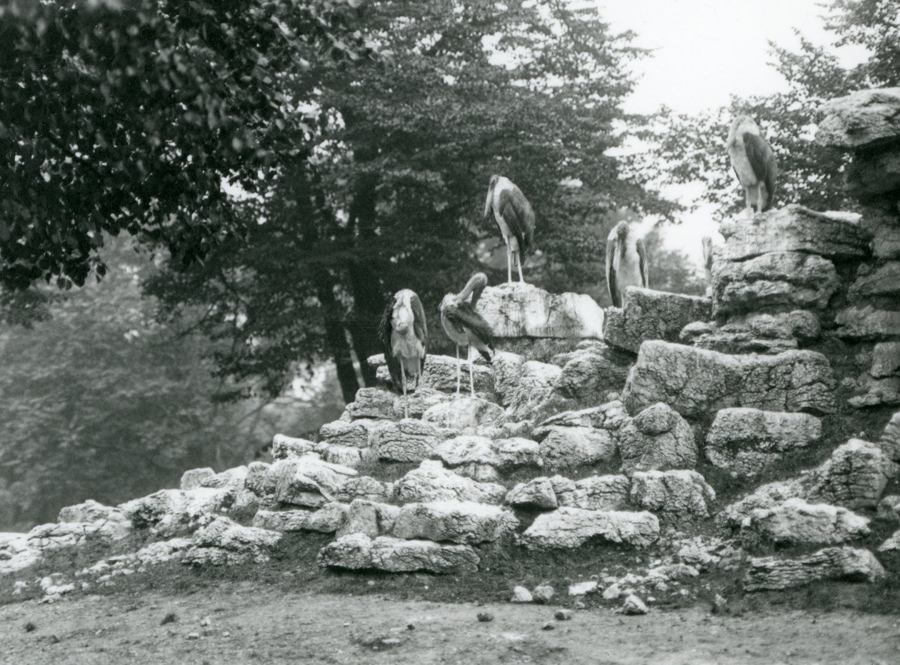 Skupina pěti čápů marabu stojících na skalách v antilopím výběhu v londýnské zoo v roce 1928 (černobílá fotografie) od Frederick William Bond