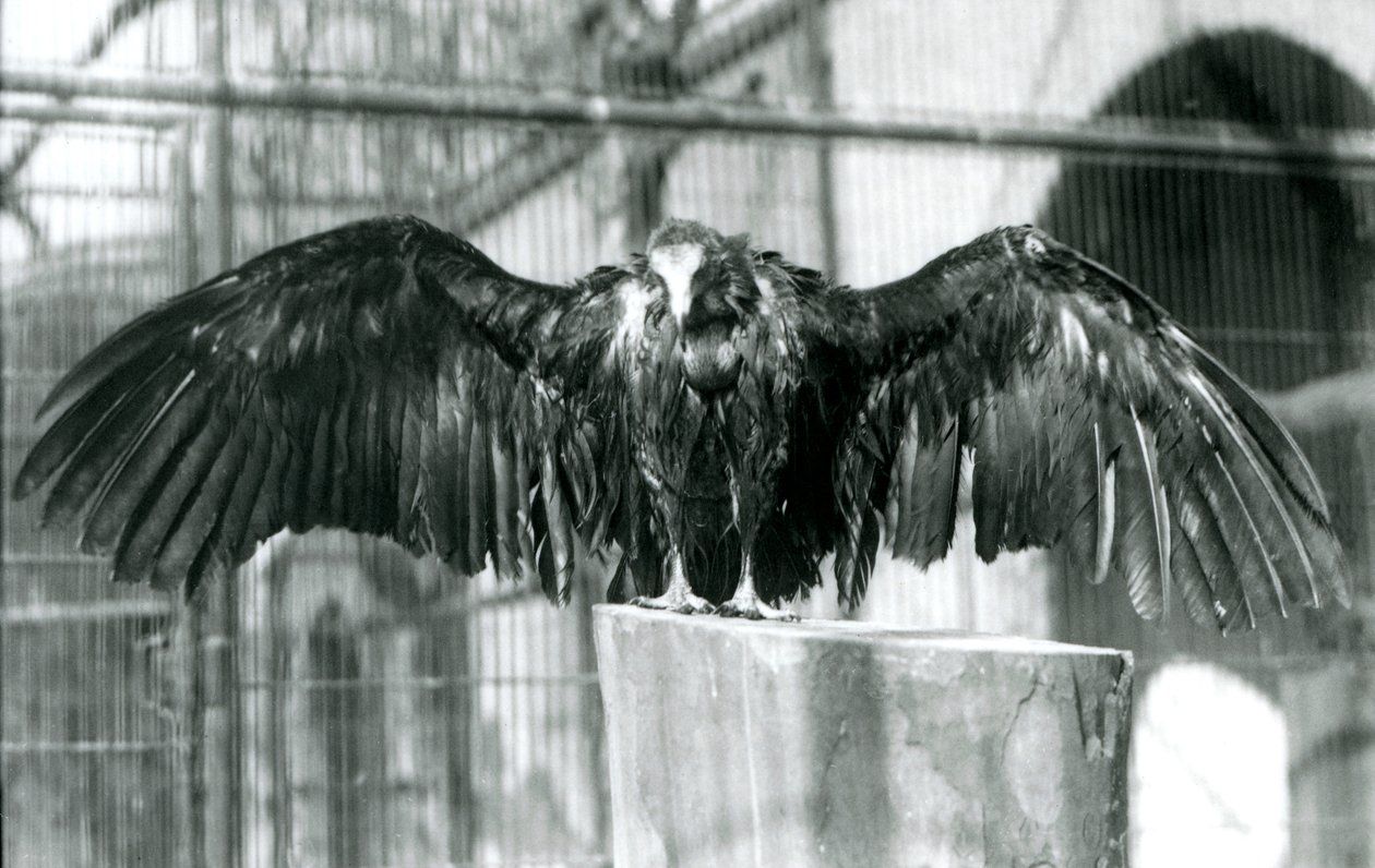 Sup s kapucí, stojící na kládě s roztaženými křídly, užívající si dubnové sprchy v londýnské zoo, před rokem 1930 (černobílá fotografie) od Frederick William Bond