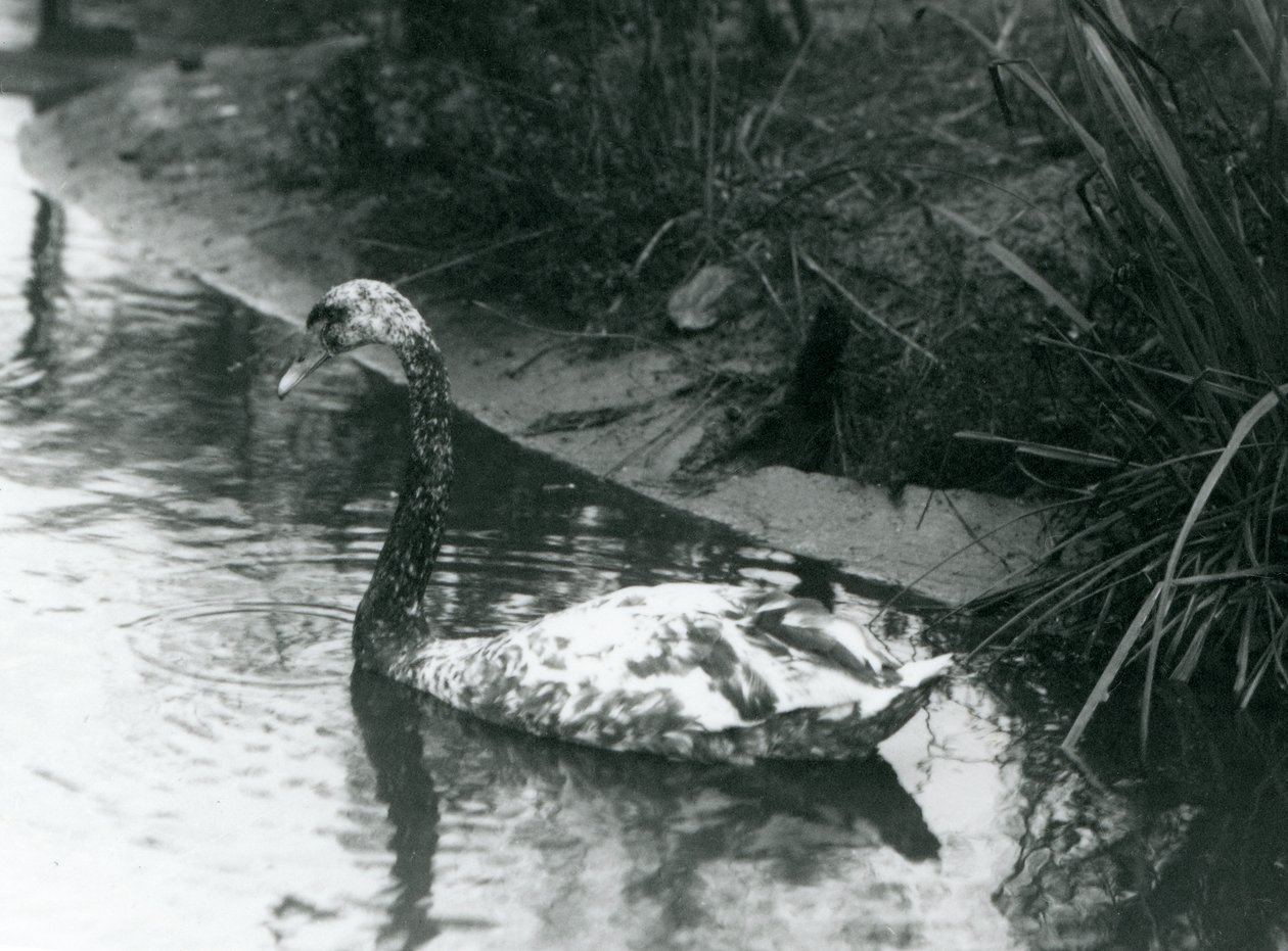 Kříženec labutě němé x černé plavající v rybníce v londýnské zoo v roce 1927. od Frederick William Bond