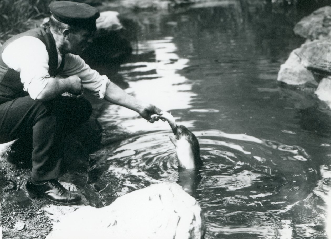 Chovatel, který krmí ryby mladého tuleně obecného v jeho bazénu v londýnské zoo, červen 1914 od Frederick William Bond