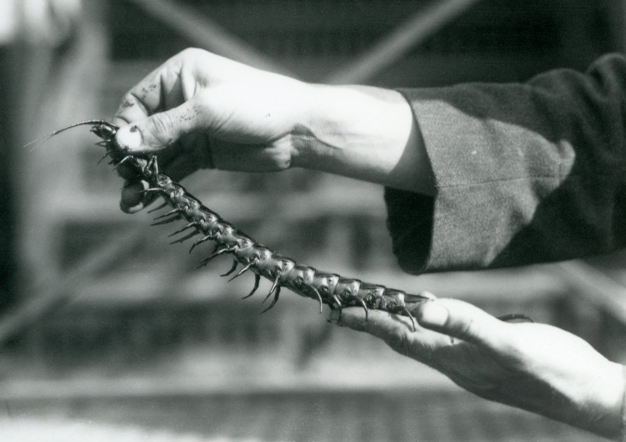 Ošetřovatel držící v rukou obří stonožku, Londýnská zoo, 1927 od Frederick William Bond