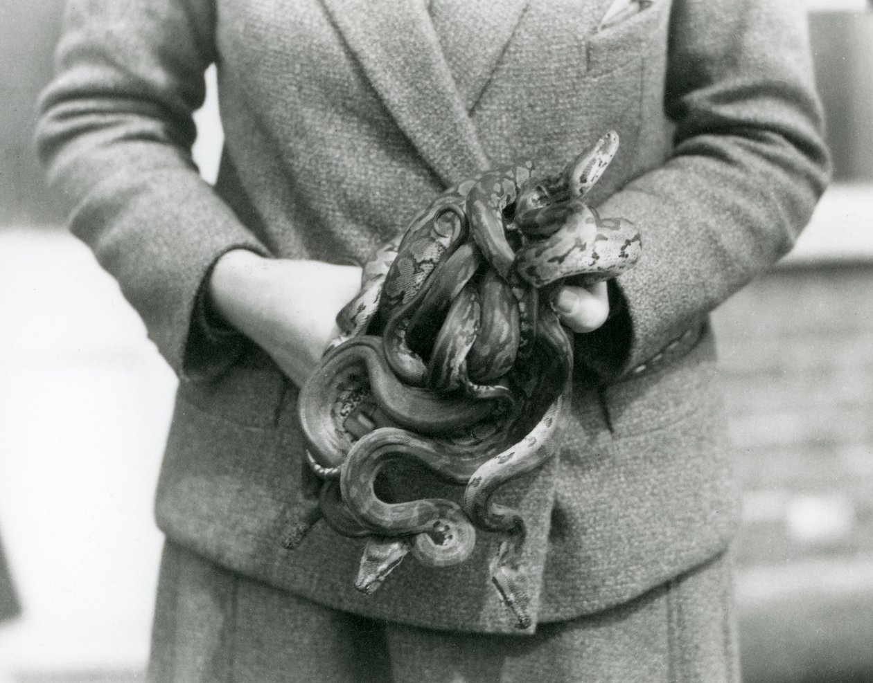 Chovatel držící uzel mladého královského nebo Ball Python v londýnské zoo v roce 1931 (černobílá fotografie) od Frederick William Bond