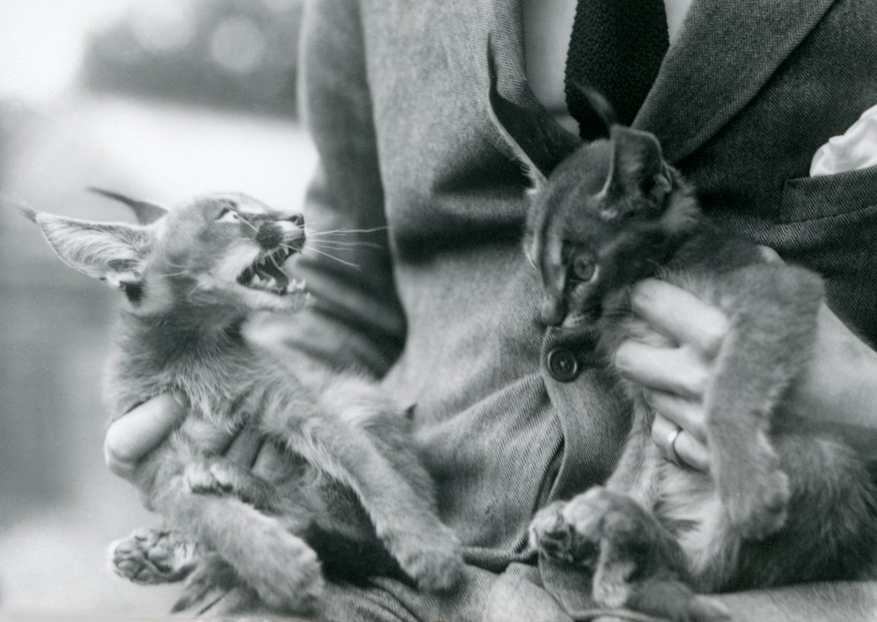 Chovatel držící pár koťat Caracal na klíně, London Zoo, 1924 od Frederick William Bond
