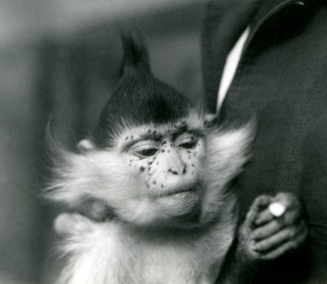 Ošetřovatel drží Pihy, černý chocholatý nebo Kongo Mangabey, Londýnská zoo, 1924 od Frederick William Bond