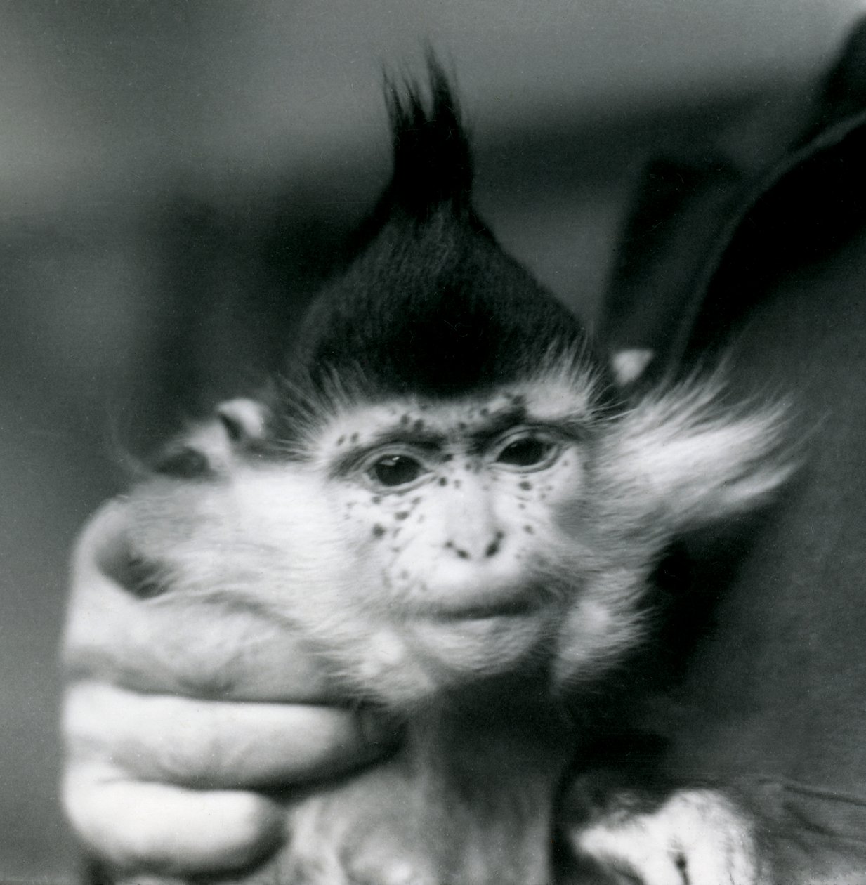 Ošetřovatel drží Pihy, černý chocholatý nebo Kongo Mangabey, Londýnská zoo, 1924 od Frederick William Bond