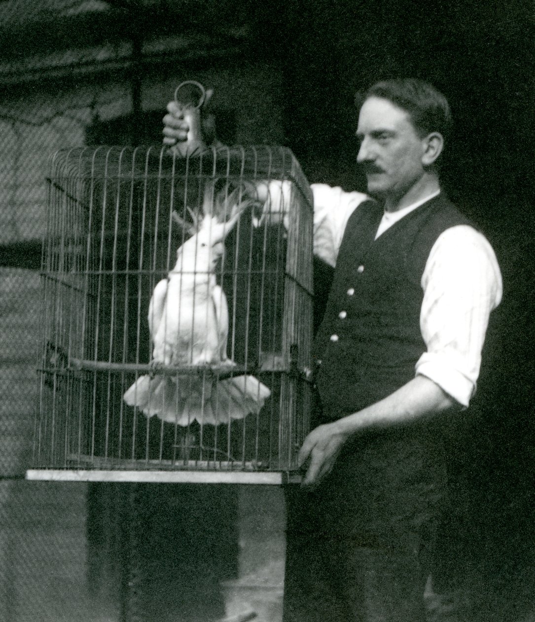 Chovatel drží kakadua sírového chocholatého, Jade, ve své kleci v londýnské zoo v říjnu 1924 od Frederick William Bond