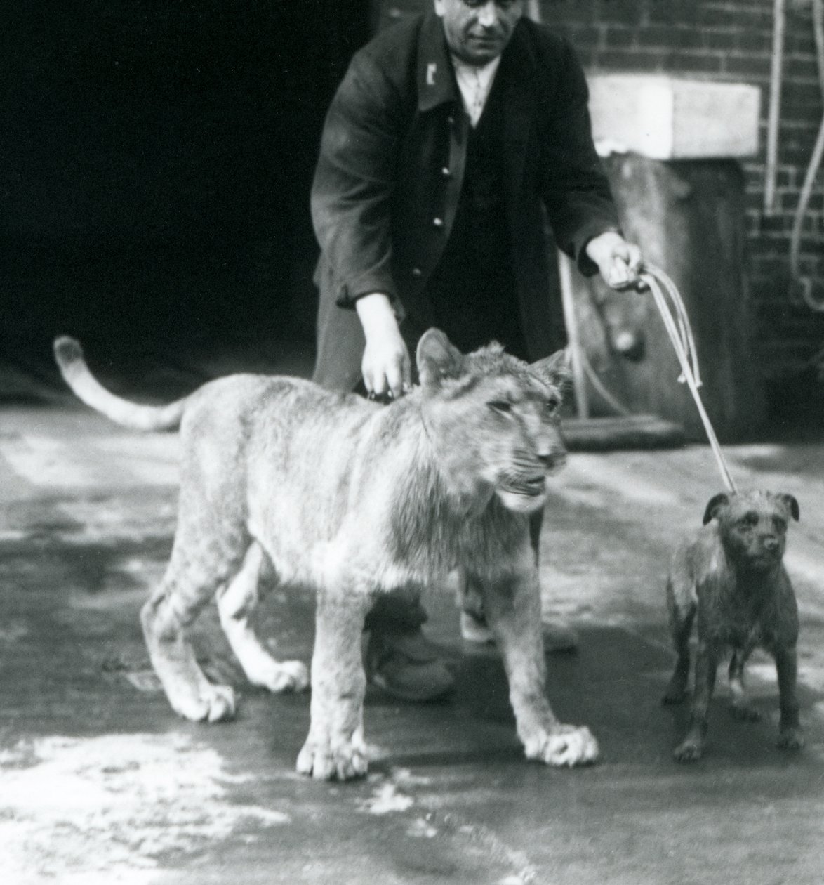 Ošetřovatel na procházce se psem a mladým lvem, Londýnská zoo, srpen 1925 (černobílá fotografie) od Frederick William Bond