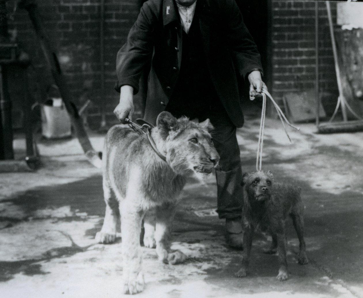Ošetřovatel s irským teriérem a mladým lvem na procházce na vodítku, Londýnská zoo, září 1925 od Frederick William Bond