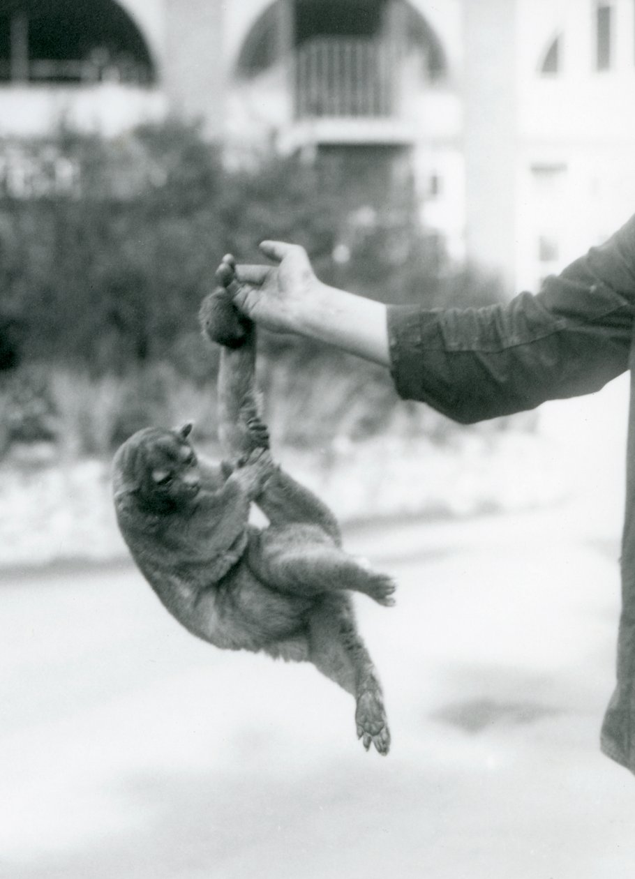 Kinkajou zavěšený z prstu chovatele za jeho chápavý ocas, Londýnská zoo, září 1925 od Frederick William Bond