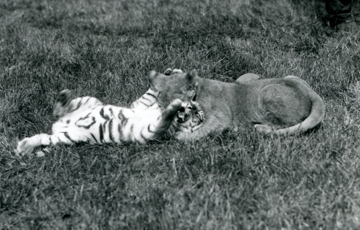 Mládě lva a tygra zápasí na trávě, Londýnská zoo, září 1925 (černobílá fotografie) od Frederick William Bond