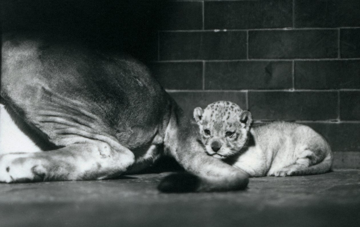 Lvíče leží za ocasem své matky, Londýnská zoo, říjen 1925 od Frederick William Bond