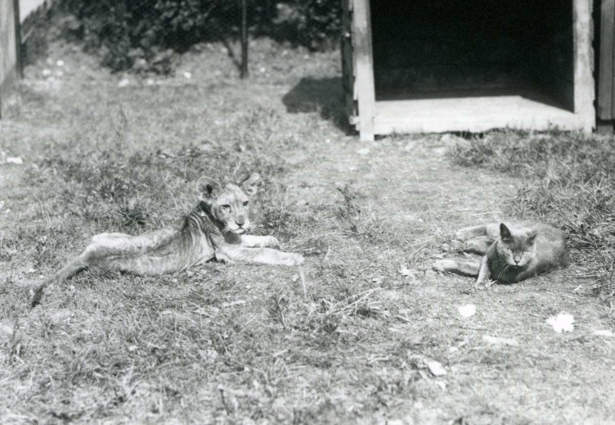 Lvíče ležící na trávníku, poblíž otevřené dřevěné bedny, s domácí kočkou, Londýnská zoo, červenec 1925 od Frederick William Bond