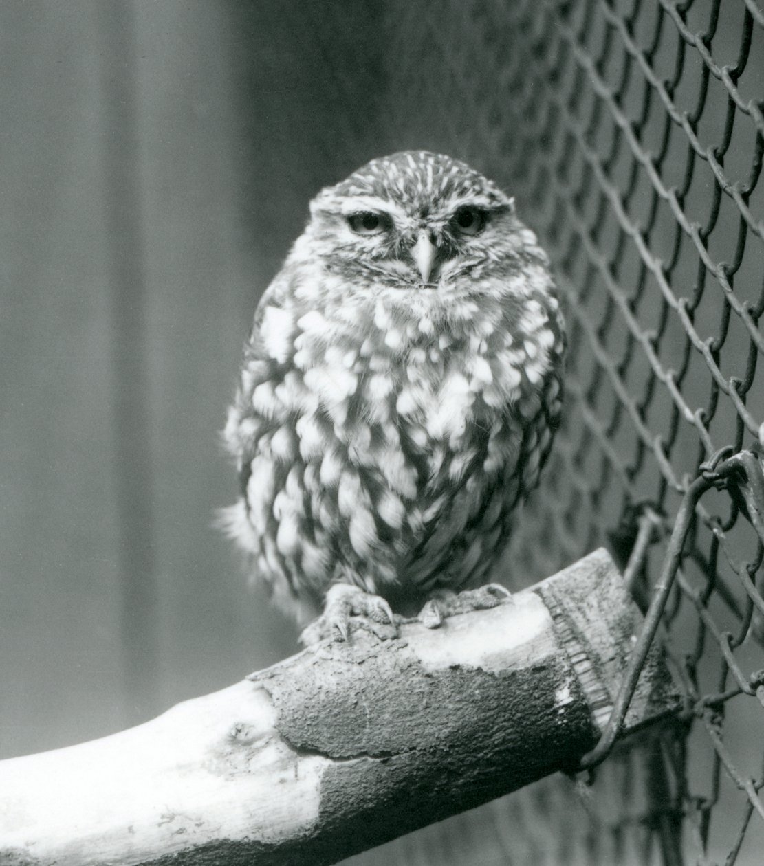 Malá sova sedící na větvi vedle drátěného pletiva výběhu, Londýnská zoo, listopad 1925 od Frederick William Bond