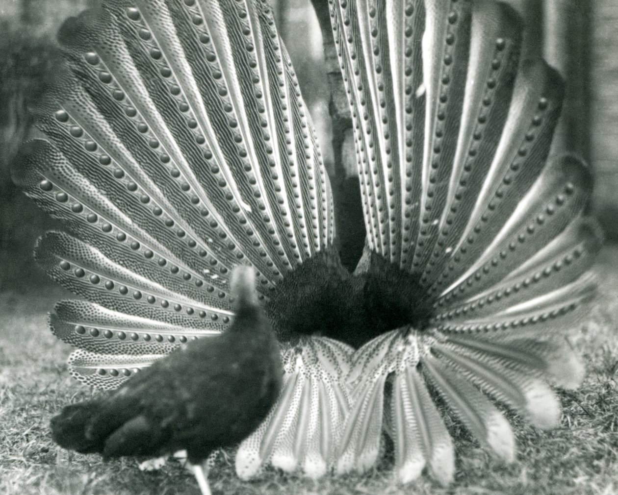Samec bažanta argusovéhoBažant argusový předvádí námluvy, vedle něj stojí samice, Londýnská zoo, leden 1926 od Frederick William Bond