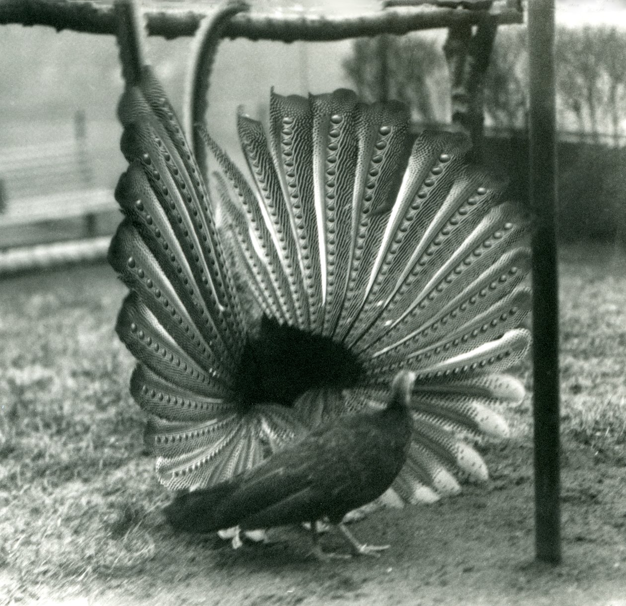 Samec bažanta argusovéhoBažant argusový předvádí námluvy, vedle něj stojí samice, Londýnská zoo, leden 1926 od Frederick William Bond
