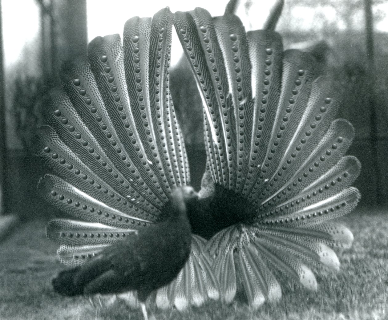 Samec Argus Bažant Velký Argus námluvy se samicí stojící vedle něj, Londýnská zoo, leden 1926 od Frederick William Bond
