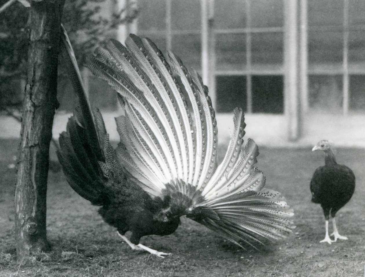 Samec bažanta Argus neboli Argus velký s perem na křídlech a ocasu, zatímco před ním stojí samice, Londýnská zoo, leden 1926 od Frederick William Bond
