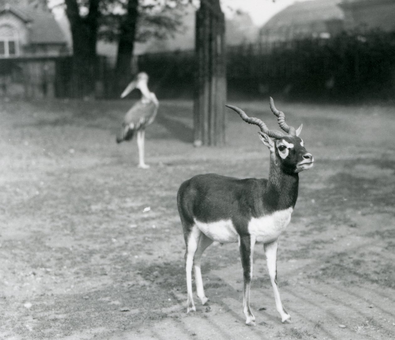 Samec Blackbuck nebo antilopy indické stojící ve výběhu v londýnské zoo, říjen 1926 (černobílá fotografie) od Frederick William Bond