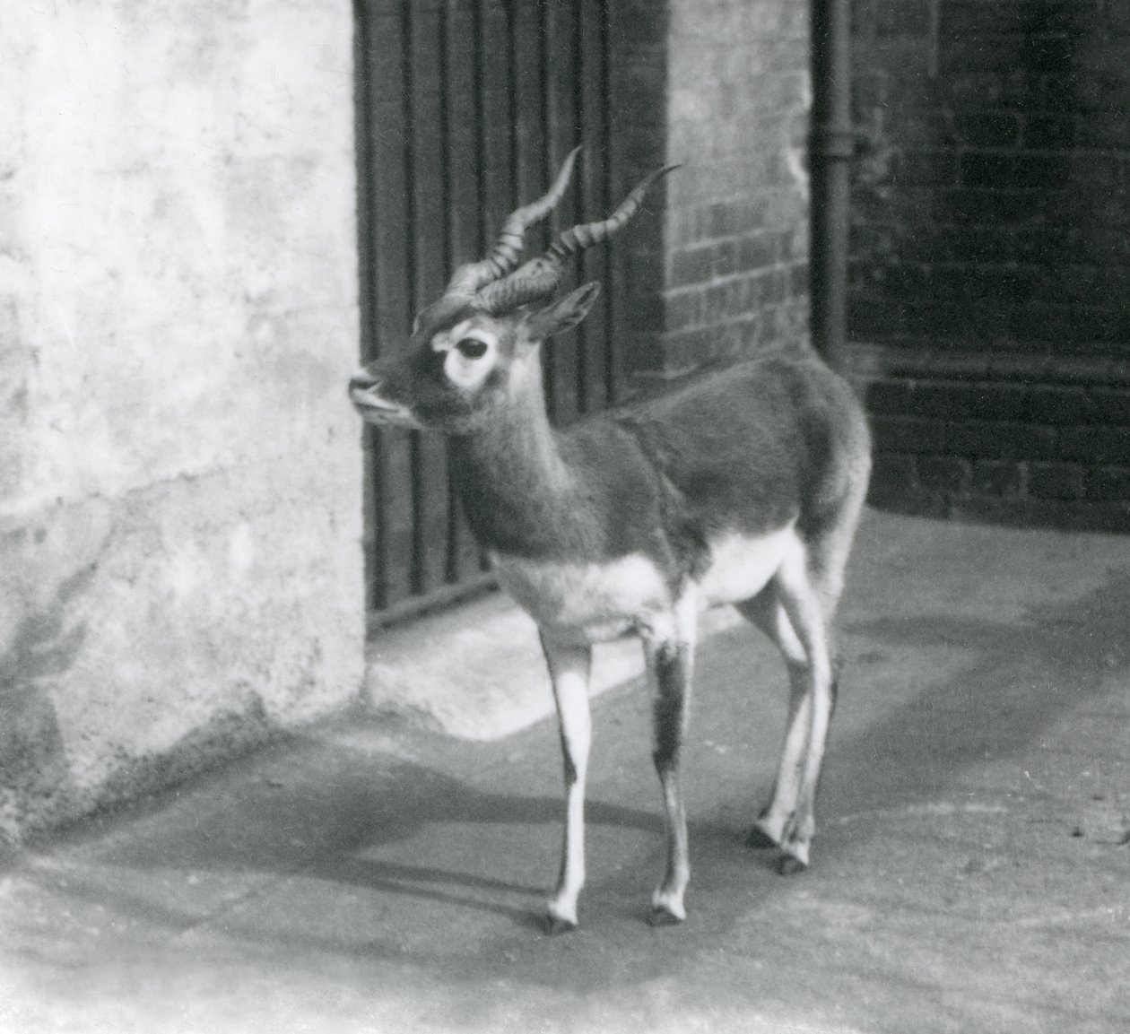 Samec Blackbuck stojící ve výběhu v londýnské zoo v červnu 1925 od Frederick William Bond