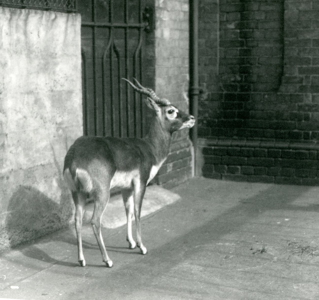 Samec Blackbuck stojící ve výběhu v londýnské zoo v červnu 1925 od Frederick William Bond
