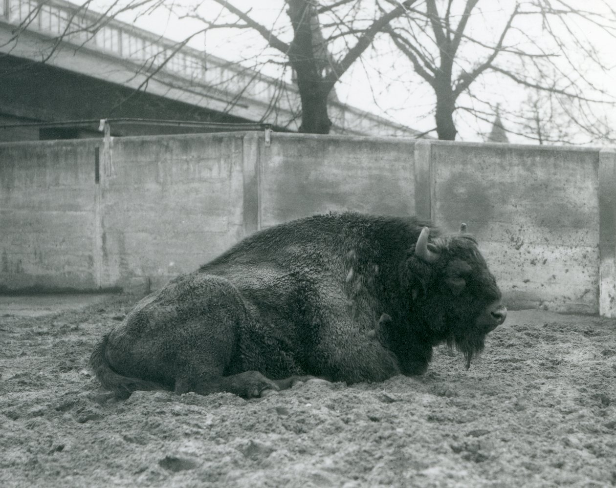 Samec zubra evropského ležícího na trávě ve svém výběhu, londýnská zoo, 1927 od Frederick William Bond