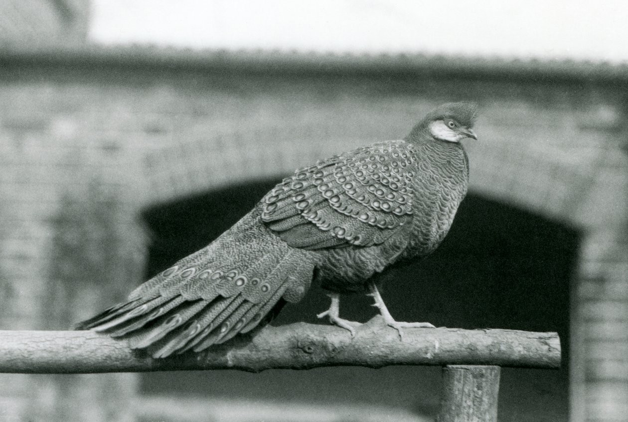 Samec bažanta šedého stojícího na bidélku v londýnské zoo v roce 1931 (černobílá fotografie) od Frederick William Bond