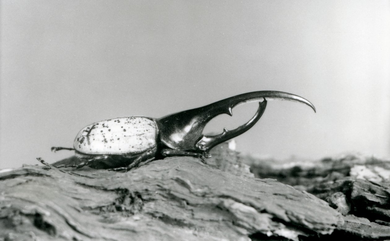 Samec Hercules Beetle odpočívá na kůře v londýnské zoo od Frederick William Bond